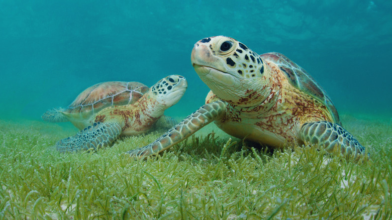 Akumal: Guía Esencial para un Nado Ético con Tortugas Marinas en la Riviera Maya