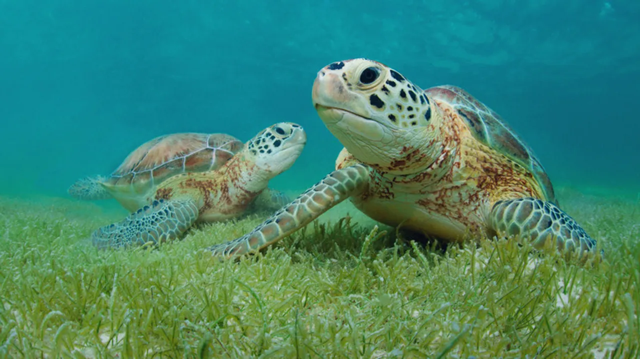 Akumal: Guía Esencial para un Nado Ético con Tortugas Marinas en la Riviera Maya