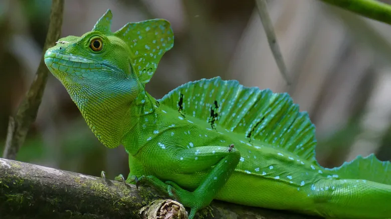 Avistamiento de Perezosos en Costa Rica: Experiencia Inolvidable en el Sendero Bogarín, La Fortuna