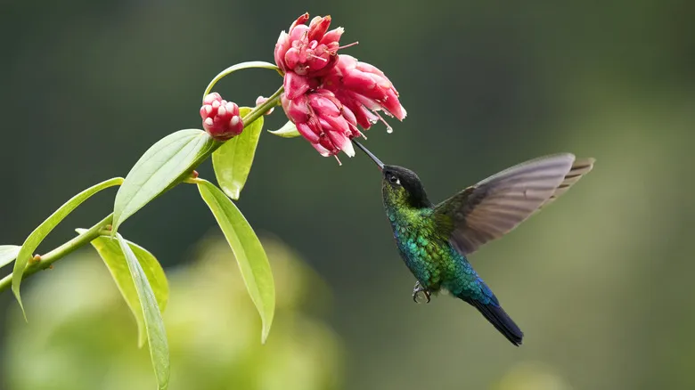 Avistamiento de Vida Silvestre en Costa Rica: La Experiencia Única de Dave &#x26; Dave&#x27;s Nature Park