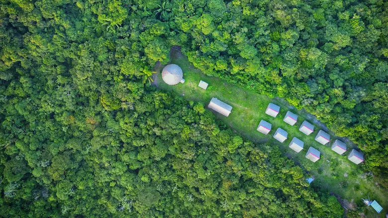 Ayahuasca: Guía Esencial para una Experiencia Segura y Genuina