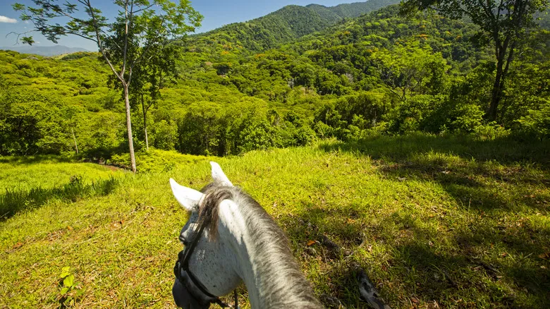 Black Stallion Eco Park: Aventuras Inolvidables en Guanacaste, Costa Rica