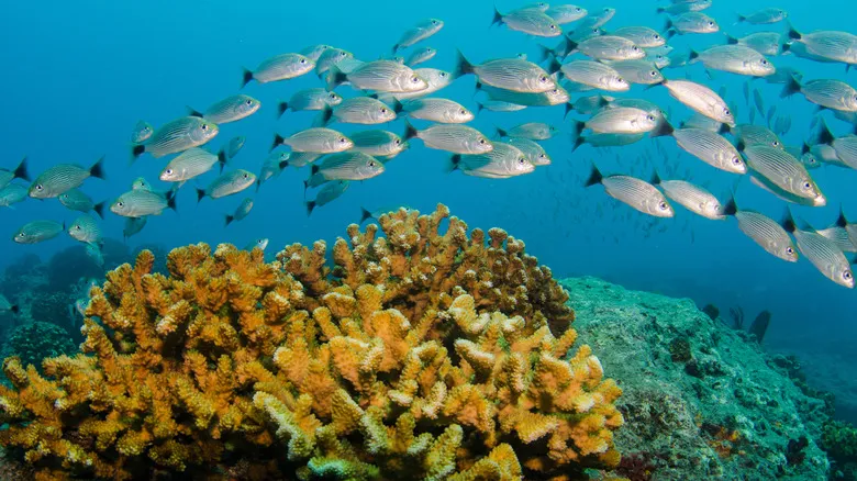 Cabo Pulmo: El Santuario Marino y Paraíso Escondido de Baja California Sur