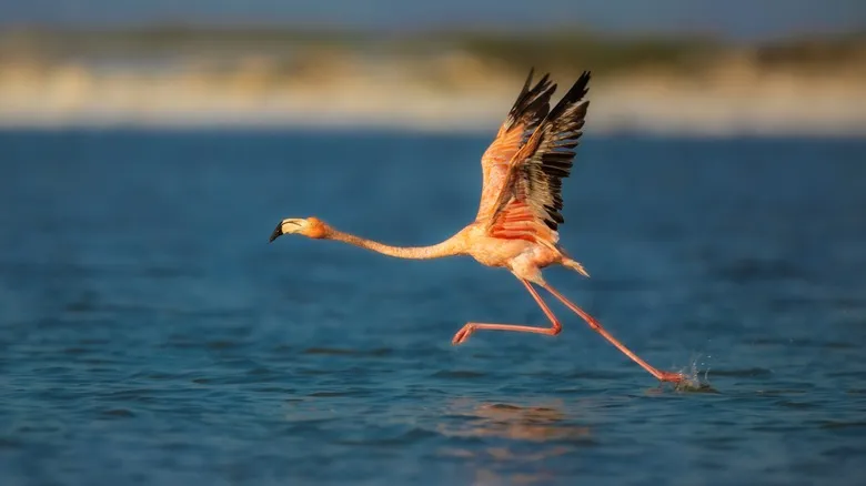 Celestún, Yucatán: El Paraíso Secreto de los Flamencos Rosados en México