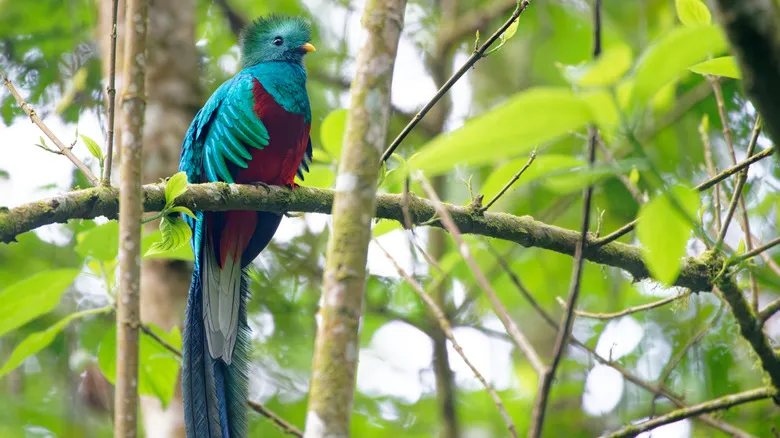 Cobán, Guatemala: Joya Escondida para Aventura y Cultura en el Corazón de la Alta Verapaz