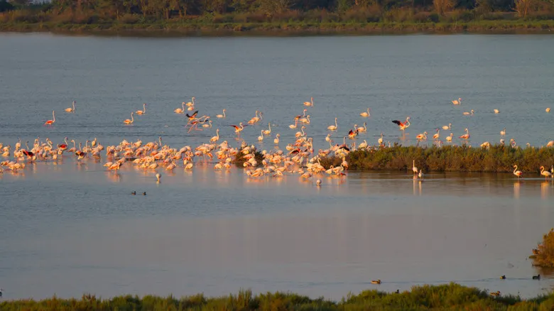 Comacchio: La "Pequeña Venecia" de Italia y sus Encantos Atemporales