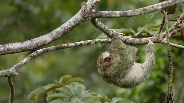 Costa Rica: El Santuario &#x27;Pura Vida&#x27; Donde Rick Steves Descubrió la Desconexión y la Naturaleza