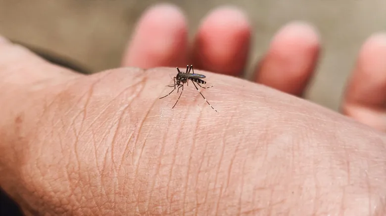 Dengue y Viajes: Guía Esencial de Prevención para Exploradores Conscientes