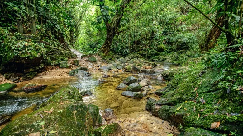 Descubre Ciudad Perdida: La Joya Ancestral de Colombia en la Sierra Nevada