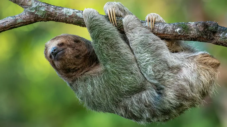 Descubre el Nayara Tented Camp: Sostenibilidad y Lujo Inmersos en la Biodiversidad de Costa Rica