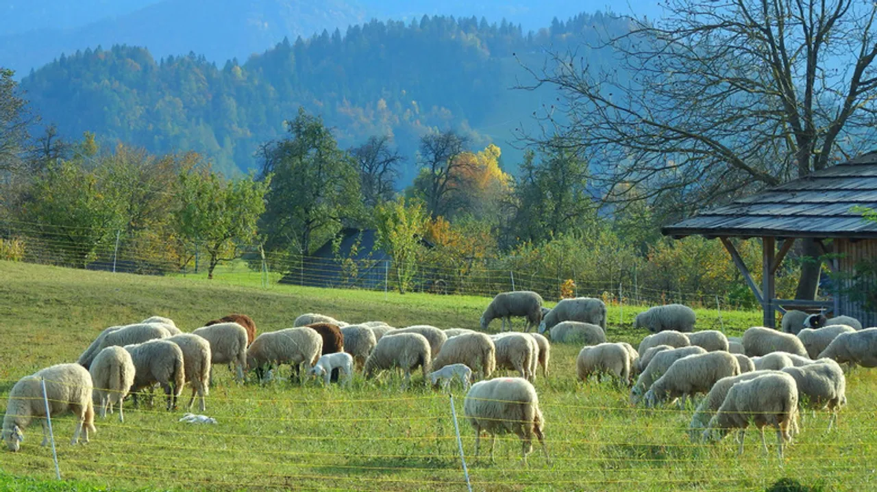 Descubre la Gastronomía Rural de Eslovenia: Una Experiencia Inolvidable en Granjas Turísticas