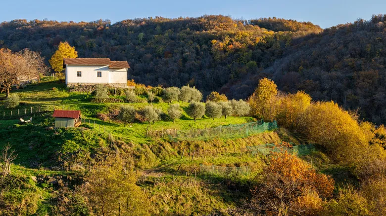 Descubre la Gastronomía Rural de Eslovenia: Una Experiencia Inolvidable en Granjas Turísticas