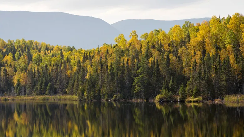 Descubre la Península de Gaspé: Naturaleza Salvaje, Gastronomía y Aventura en Quebec