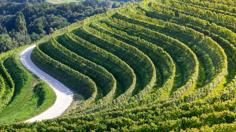 Descubre Međimurje: El Jardín Escondido de Croacia y sus Tesoros Naturales