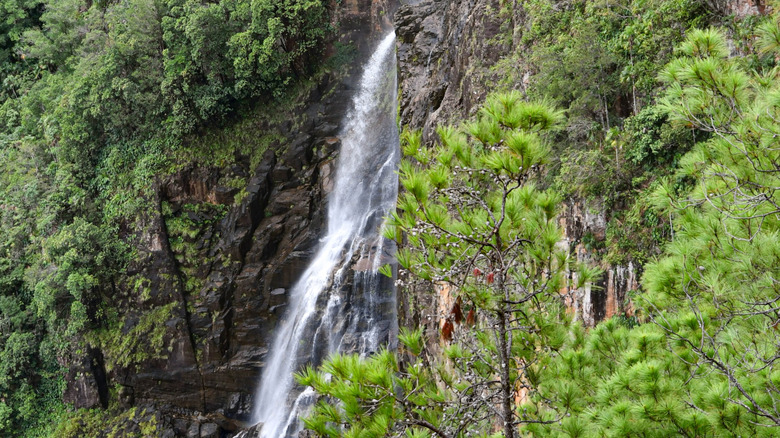 Descubre Thousand Foot Falls: La Majestuosa Cascada de Belice y la Aventura en la Reserva Mountain Pine Ridge