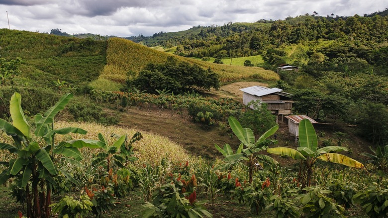 Ecuador: El Santuario del Cacao Antiguo y el Chocolate de Lujo To'ak