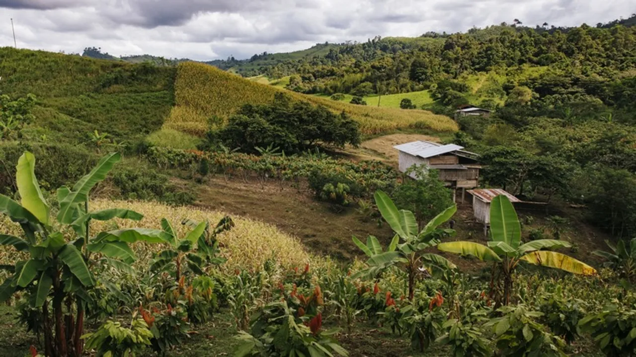 Ecuador: El Santuario del Cacao Antiguo y el Chocolate de Lujo To'ak