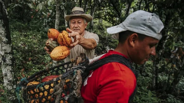 Ecuador: El Santuario del Cacao Antiguo y el Chocolate de Lujo To&#x27;ak