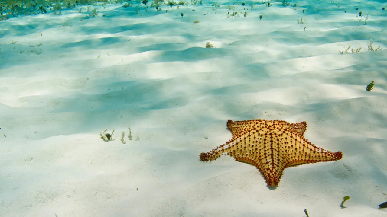 El Cielo Cozumel: Un Santuario Submarino de Estrellas de Mar y Aventura en el Caribe Mexicano