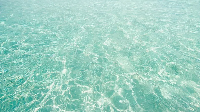 El Cielo Cozumel: Un Santuario Submarino de Estrellas de Mar y Aventura en el Caribe Mexicano