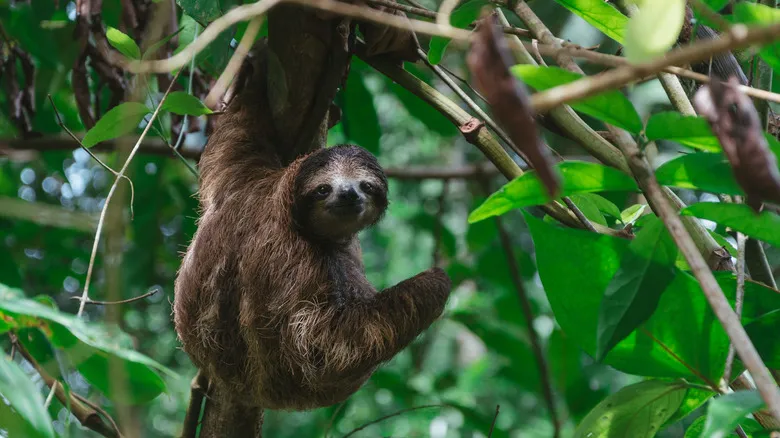 El Salto en La Fortuna, Costa Rica: Un Oasis de Cascadas y Aventura Acuática
