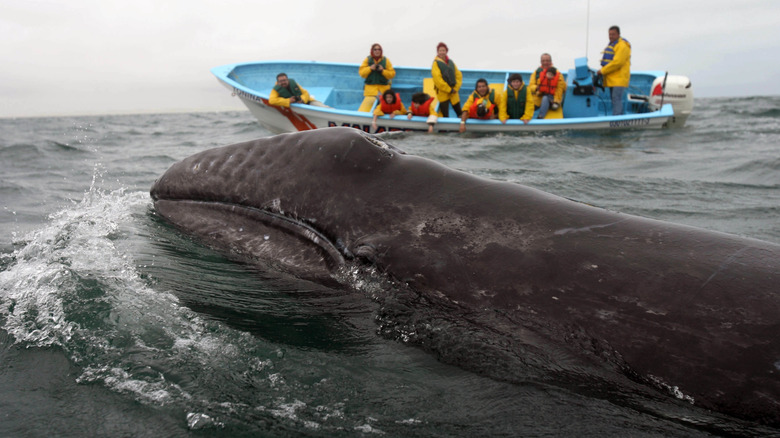 El Santuario de la Ballena Gris: Un Tesoro Natural en Baja California Sur, México