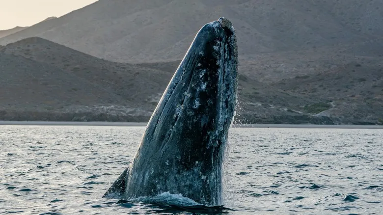 El Santuario de la Ballena Gris: Un Tesoro Natural en Baja California Sur, México