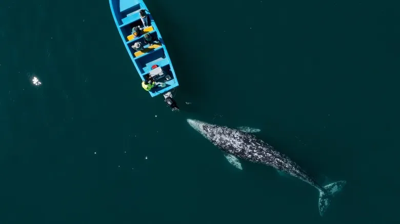 El Santuario de la Ballena Gris: Un Tesoro Natural en Baja California Sur, México