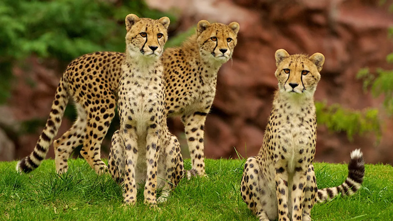 El Toronto Zoo: Un Santuario Global de Vida Silvestre y Conservación en Canadá