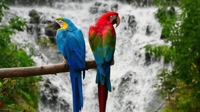 El Toronto Zoo: Un Santuario Global de Vida Silvestre y Conservación en Canadá