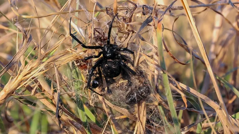 Encuentros con la Fauna Salvaje en Italia: Guía de Seguridad Esencial para Viajeros