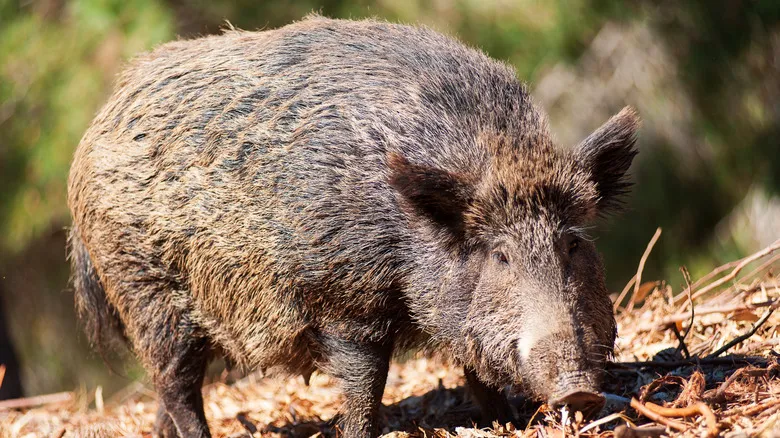 Encuentros con la Fauna Salvaje en Italia: Guía de Seguridad Esencial para Viajeros