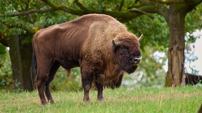 Encuentros con la Fauna Salvaje en Italia: Guía de Seguridad Esencial para Viajeros