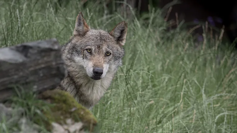 Encuentros con la Fauna Salvaje en Italia: Guía de Seguridad Esencial para Viajeros