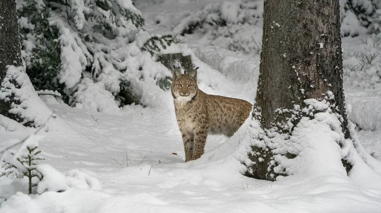 Encuentros con la Fauna Salvaje en Italia: Guía de Seguridad Esencial para Viajeros