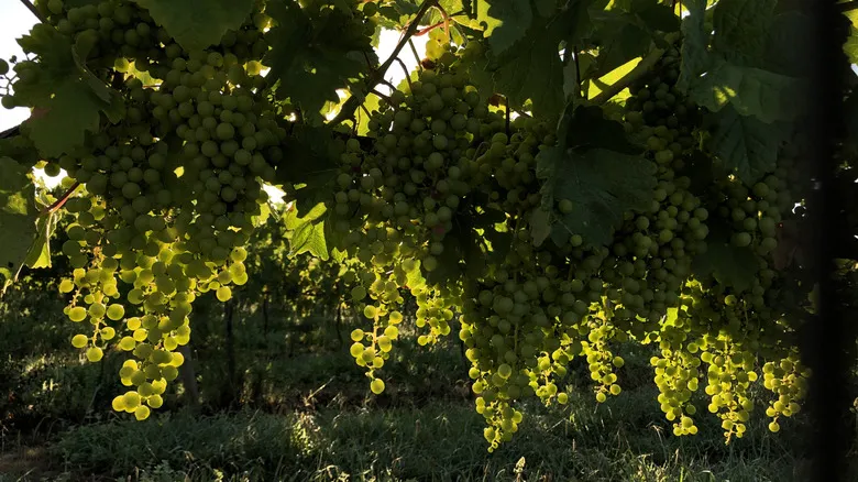 Esposende, Portugal: Descubre la Joya Escondida de la Costa Norte con Naturaleza y Gastronomía Auténtica