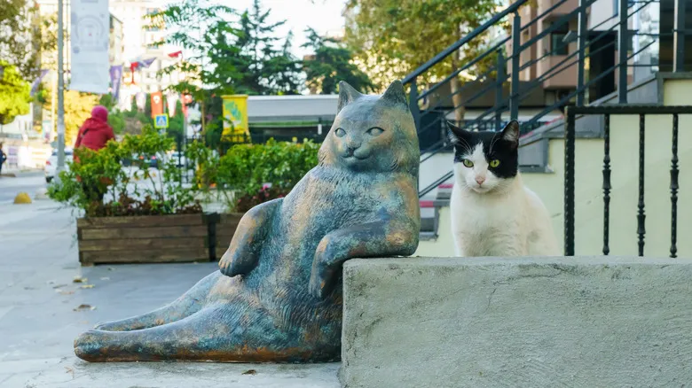 Estambul: La Ciudad Donde los Gatos Son Reyes y la Cultura Felina Florece