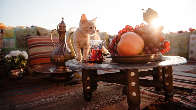 Estambul: La Ciudad Donde los Gatos Son Reyes y la Cultura Felina Florece