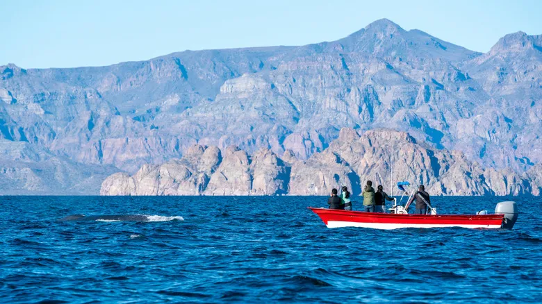 Explora el Paraíso Escondido: Parque Nacional Marino Bahía de Loreto, México