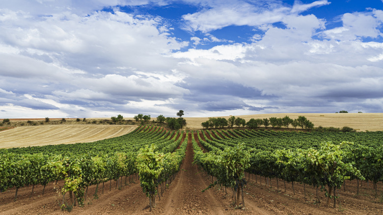 Explora Ribera del Duero: La Joya Oculta del Vino Tinto Español