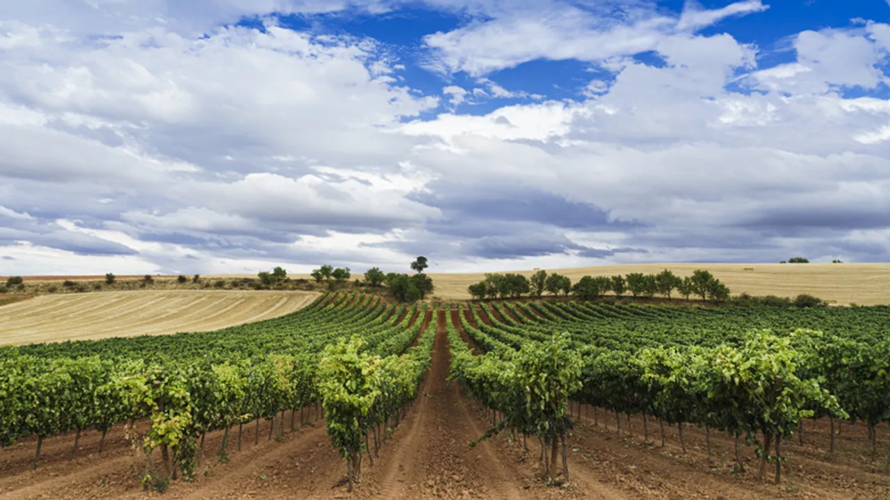 Explora Ribera del Duero: La Joya Oculta del Vino Tinto Español