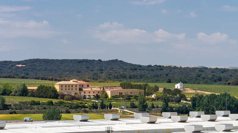 Explora Ribera del Duero: La Joya Oculta del Vino Tinto Español