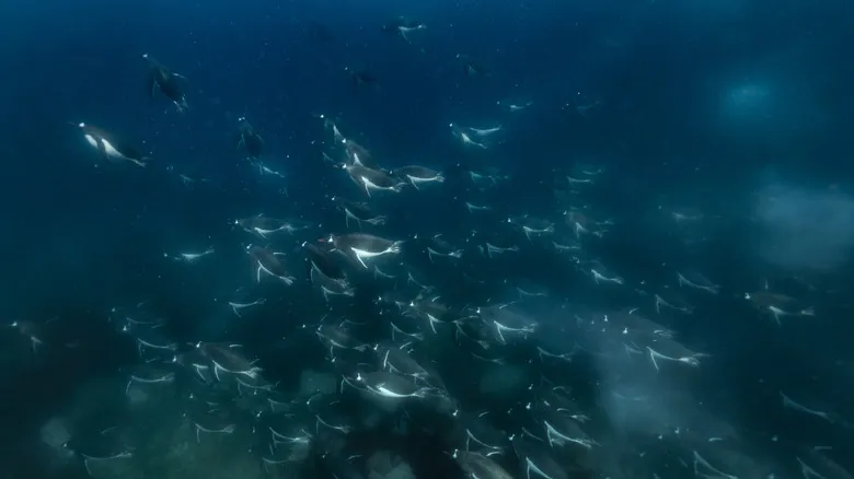 Exploración Submarina en la Antártida: La Aventura Secreta del Océano Austral