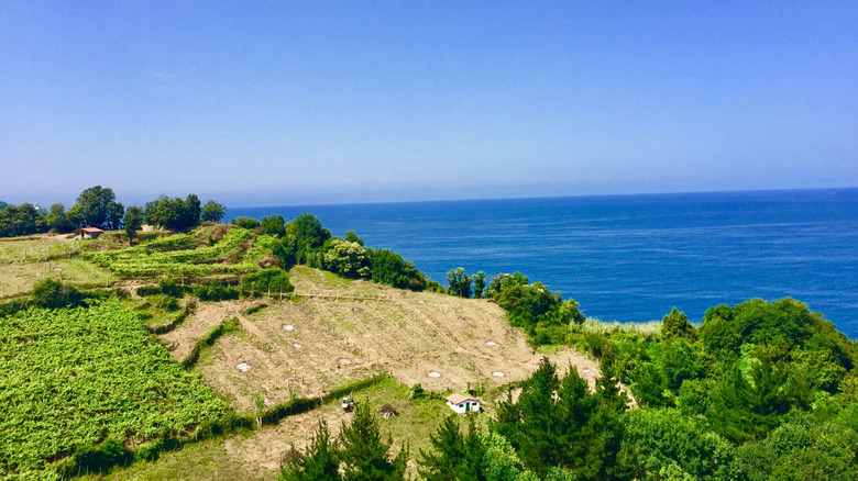 Getaria: Un Viaje Inolvidable por la Costa Vasca, Cuna del Txakoli y la Historia