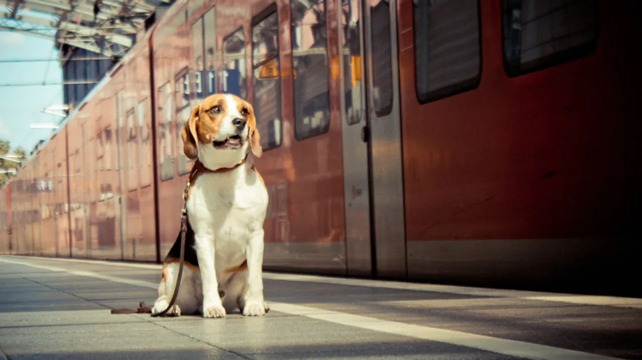 Guía Completa: Viajar con Perros y Gatos en Trenes Amtrak por Estados Unidos