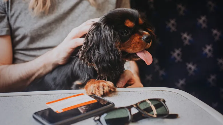 Guía Completa: Viajar con Perros y Gatos en Trenes Amtrak por Estados Unidos