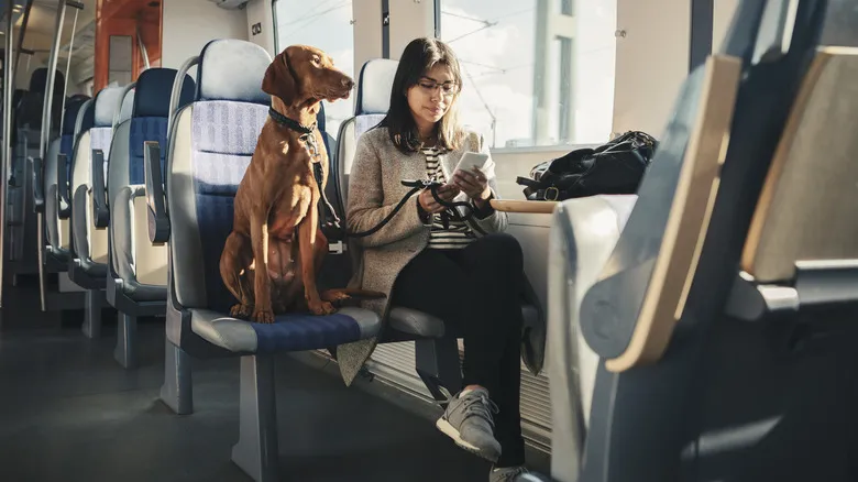 Guía Definitiva: Artículos Prohibidos y Restringidos en tu Viaje en Tren Amtrak
