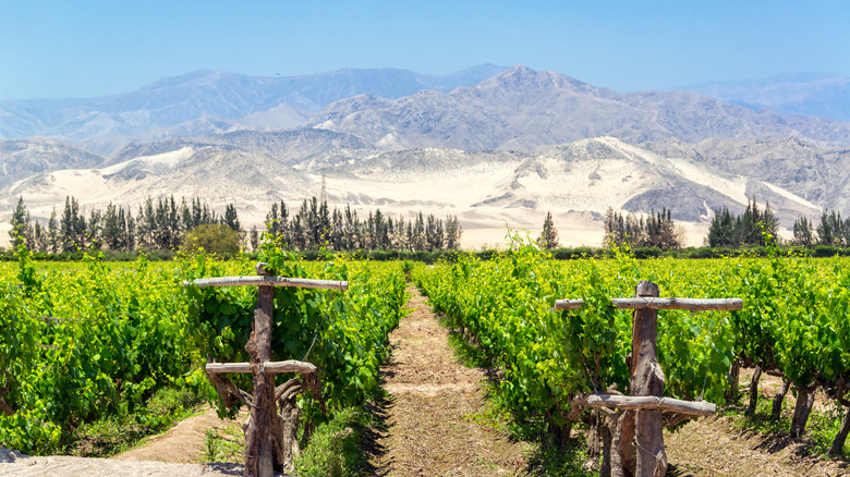 Ica, Perú: Un Destino Imperdible de Vino Histórico, Aventura en el Desierto y Maravillas Ancestrales