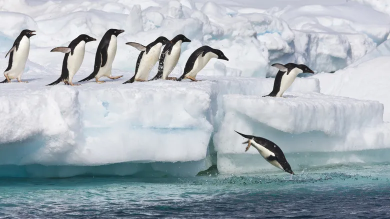 Inmersión en Aguas Heladas: Destinos y Consejos de Seguridad para tu Próximo Chapuzón Polar