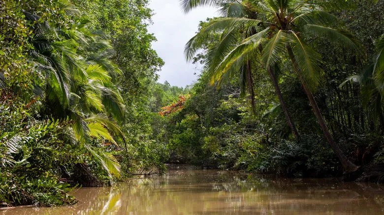 Isla Damas, Costa Rica: Un Paraíso Incomparable de Manglares y Biodiversidad Tropical